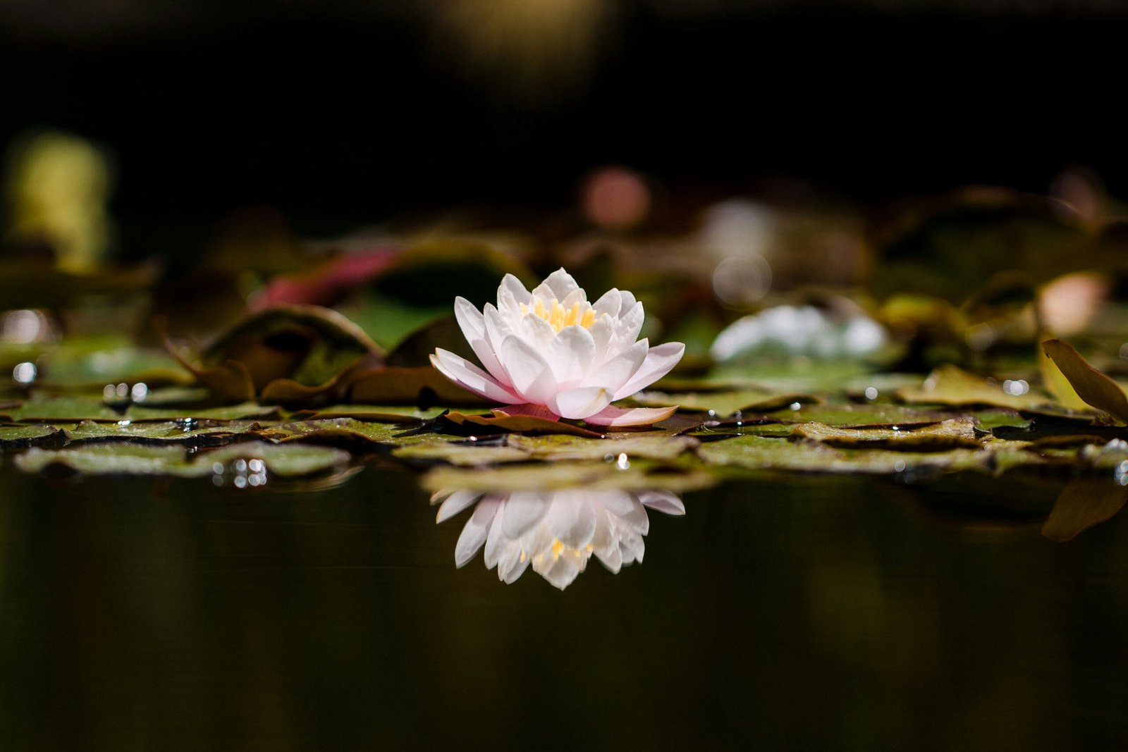 jason-leung-lo_reJbLV1Q-unsplash